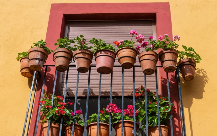 Blumentöpfe mit blühenden Geranien auf einem Fensterbrett mit gelber Fassade, ideale Dekoration für Balkone und Terrassen.