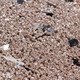 Échantillon de couleur Baumit crépi mosaïque M 340 Babia avec effet mica.