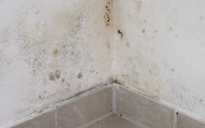 Typische Schimmelverfärbung an der Wand