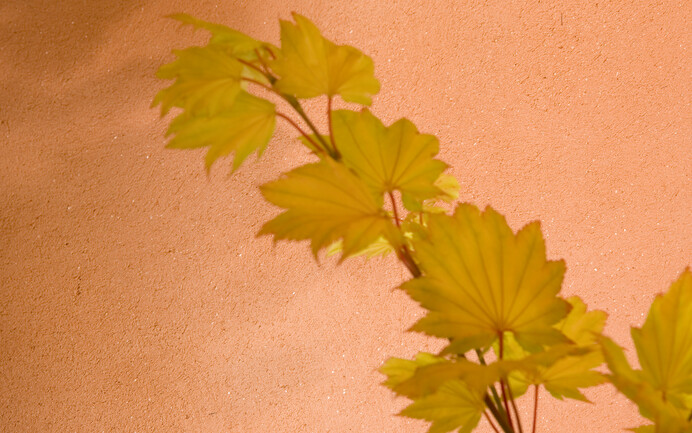 La surface murale a été enduite d'un enduit fin à l'argile Baumit, finement structuré et peint dans des tons rouges délicats.