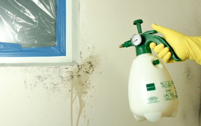 Peroxidlösung erneut aufsprühen, Schimmel entfernen